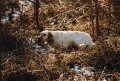 Setter Anglais REST DELLA BASSANA Setter Anglais REST DELLA BASSANA